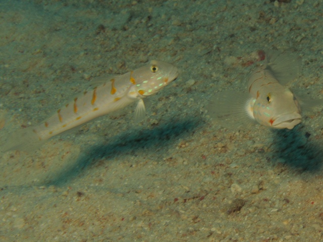 Valenciennea puellaris